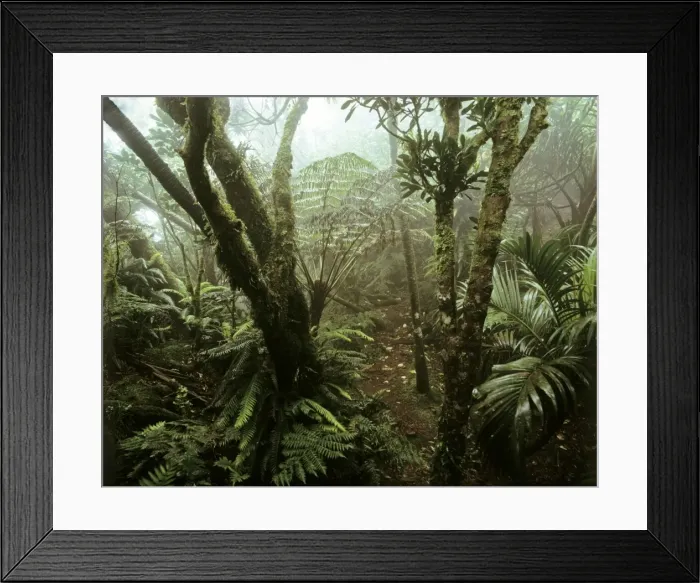 Framed Print : Cloud forest on summit of Mt Gower, 875 m Lord Howe Island, New South Wales, Australia JPF32779 Framed Print : Cloud forest on summit of Mt Gower, 875 m Lord Howe Island, New South Wales, Australia JPF32779
