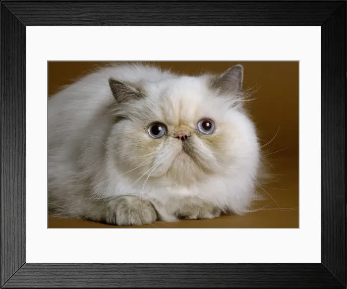 Framed Print : Cat - Persian colourpoint blue cream Framed Print : Cat - Persian colourpoint blue cream