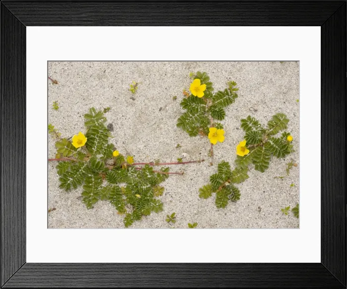 Framed Print : Silverweed - growing in clumps on sand on South Uist, Outer Hebrides, Scotland Framed Print : Silverweed - growing in clumps on sand on South Uist, Outer Hebrides, Scotland