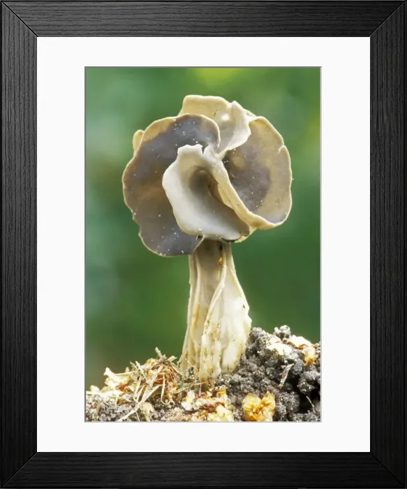 Framed Print : Black Helvella Fungi ME 45 Edible, but not good eating Helvella lacunosa © Johan De Meester / ardea. com Framed Print : Black Helvella Fungi ME 45 Edible, but not good eating Helvella lacunosa © Johan De Meester / ardea. com