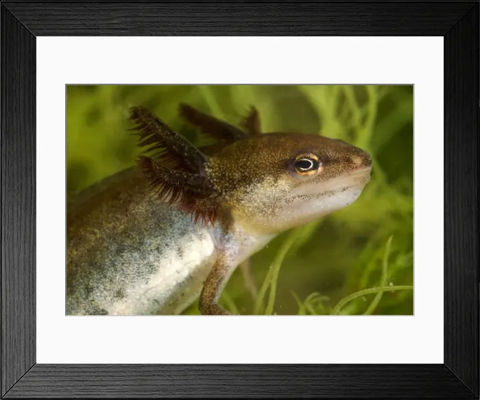 Framed Print : Smooth Newt - neotenic female Framed Print : Smooth Newt - neotenic female