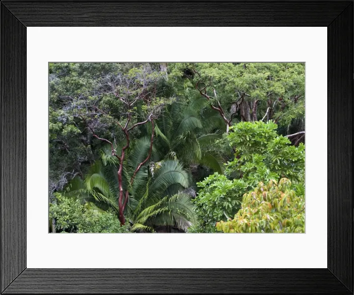 Framed Print : Rainforest - Mexico Framed Print : Rainforest - Mexico