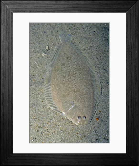 Framed Print : Sole, UK coastal waters, North Sea and Mediterranean Framed Print : Sole, UK coastal waters, North Sea and Mediterranean