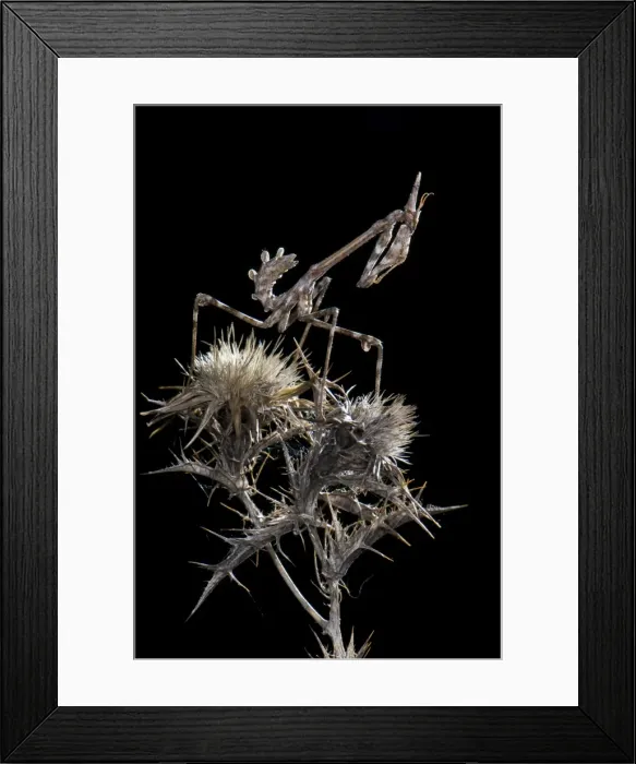 Framed Print : Cone-head Mantis - nymph in the night - Italy Framed Print : Cone-head Mantis - nymph in the night - Italy