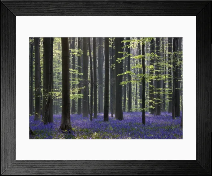 Framed Print : Bluebell Flowers - in forest with Beech Trees Framed Print : Bluebell Flowers - in forest with Beech Trees