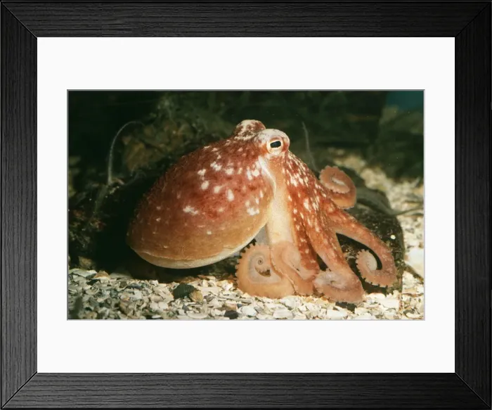 Framed Print : Common Octopus PM 8799 UK Octopus vulgaris © Pat Morris / ardea. com Framed Print : Common Octopus PM 8799 UK Octopus vulgaris © Pat Morris / ardea. com