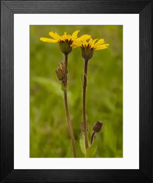 Framed Print : Arnica - Medicinal plant; Carpathians, Romania Framed Print : Arnica - Medicinal plant; Carpathians, Romania