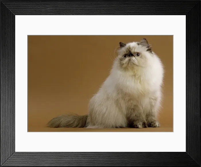 Framed Print : Cat - Persian colourpoint seal tortie Framed Print : Cat - Persian colourpoint seal tortie
