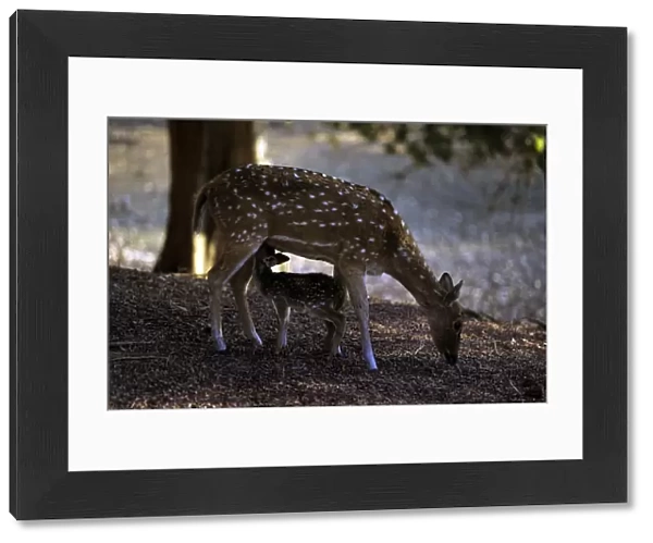 Chital  /  Spotted Deer - with fawn - Ranthambhor National Park India