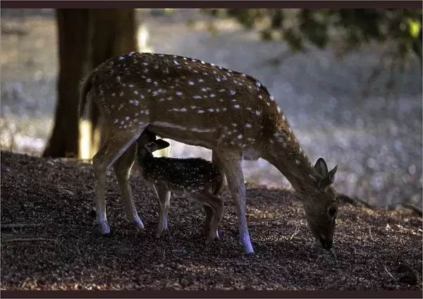 Chital  /  Spotted Deer - with fawn - Ranthambhor National Park India