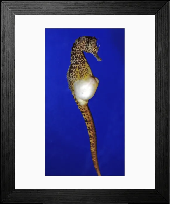 Framed Print : Pot-bellied Sea Horse - coasts of Australia and New Zealand Framed Print : Pot-bellied Sea Horse - coasts of Australia and New Zealand