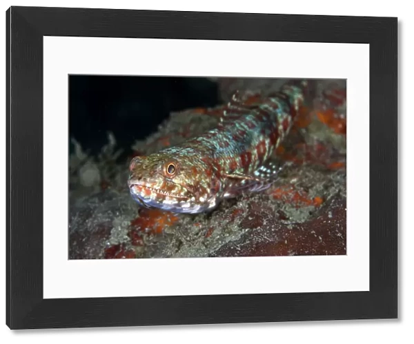 Reef Lizardfish - Indonesia