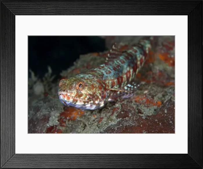 Framed Print : Reef Lizardfish - Indonesia Framed Print : Reef Lizardfish - Indonesia