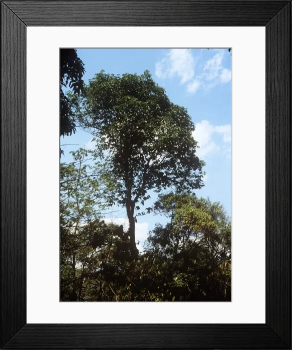 Framed Print : Brazil-nut Tree Brazil Framed Print : Brazil-nut Tree Brazil