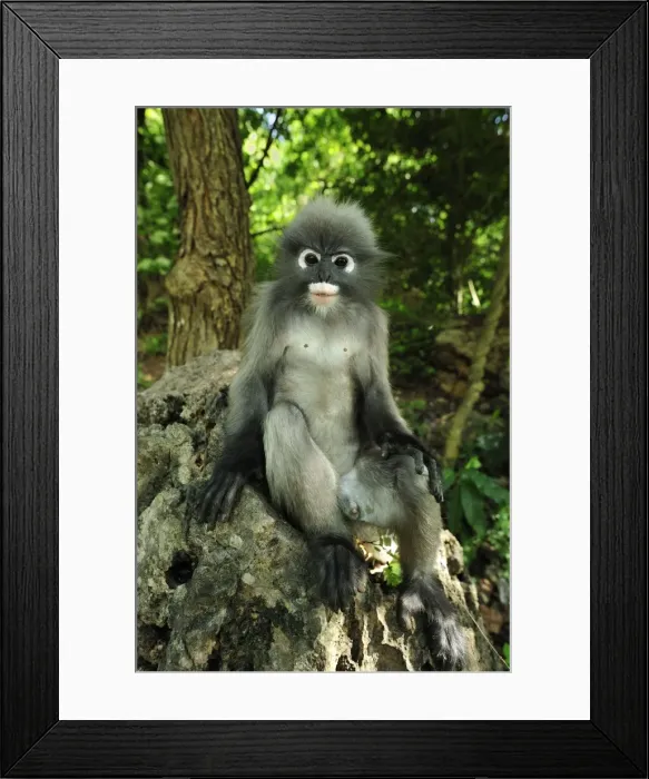 Framed Print : Dusky Leaf Monkey / Spectacled Langur / Spectacled Leaf Monkey - Khao Sam Roi Yot National Park - Thailand Framed Print : Dusky Leaf Monkey / Spectacled Langur / Spectacled Leaf Monkey - Khao Sam Roi Yot National Park - Thailand