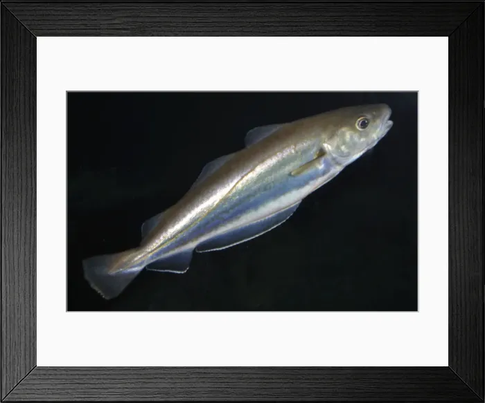 Framed Print : Whiting, North Sea, Irish Sea, Iceland, north to Norway Framed Print : Whiting, North Sea, Irish Sea, Iceland, north to Norway