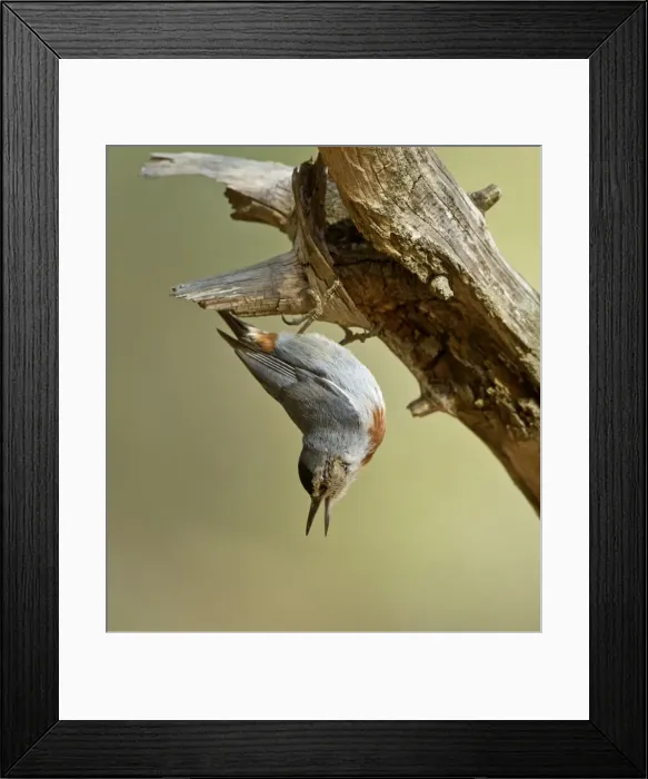 Framed Print : Kruper's Nuthatch - facing downward calling - on Pine Tree - Southern Turkey - May Framed Print : Kruper's Nuthatch - facing downward calling - on Pine Tree - Southern Turkey - May
