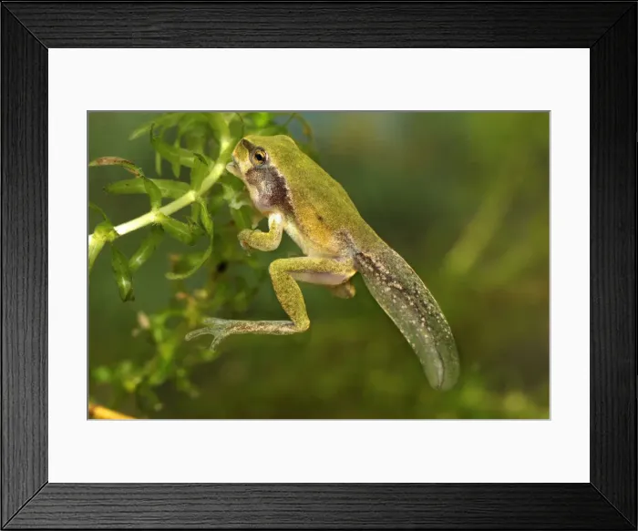 Framed Print : European Treefrog - between tadpole and frog - Switzerland Framed Print : European Treefrog - between tadpole and frog - Switzerland