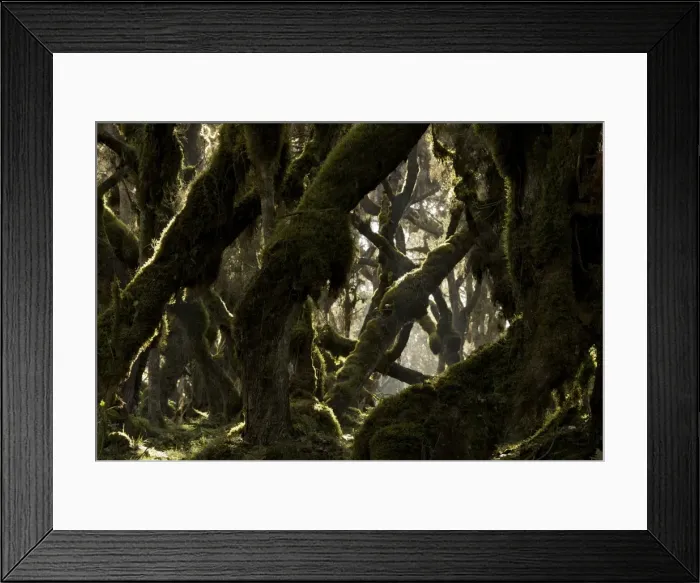 Framed Print : Harenna forest - Bale Mountains - Ethiopia - Africa