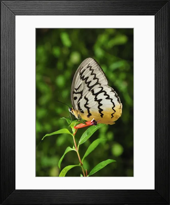 Framed Print : Pallid Faun - Cameron Highlands - West Malaysia Framed Print : Pallid Faun - Cameron Highlands - West Malaysia