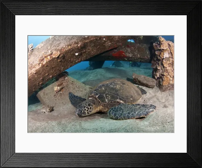 Framed Print : Green Sea Turtle - Mala Wharf - Lahaina - Maui Framed Print : Green Sea Turtle - Mala Wharf - Lahaina - Maui