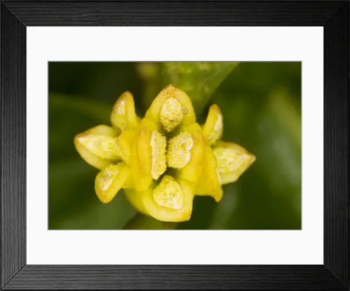 Framed Print : Mistletoe Viscum album, male flower in late winter Framed Print : Mistletoe Viscum album, male flower in late winter