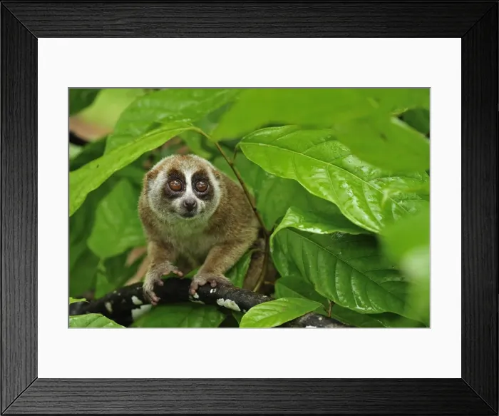 Framed Print : Sunda Slow Loris - Gunung Leuser National Park - Northern Sumatra - Indonesia Framed Print : Sunda Slow Loris - Gunung Leuser National Park - Northern Sumatra - Indonesia