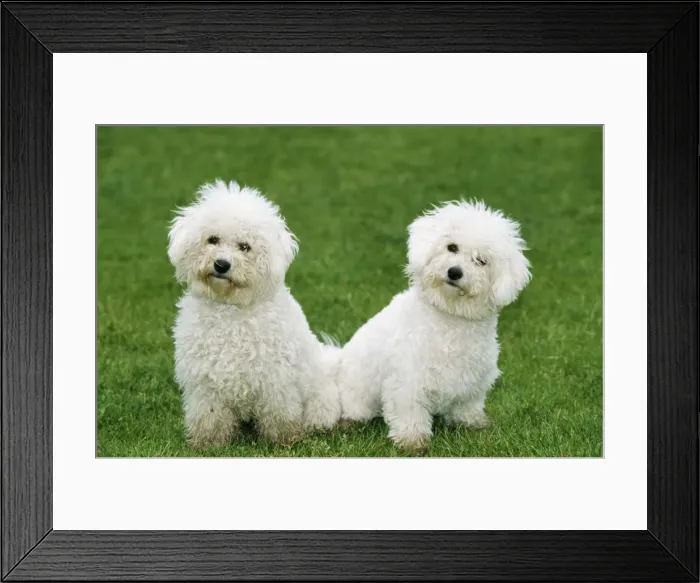 Framed Print : Bichon Frise Dog ME 323 © Johan De Meester / ardea. com Framed Print : Bichon Frise Dog ME 323 © Johan De Meester / ardea. com