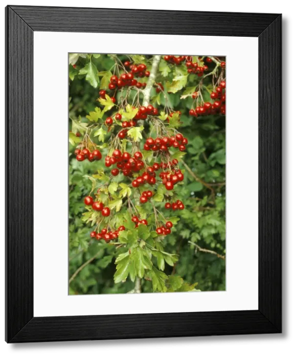 Framed Print : Hawthorn - heavily covered with Haws, Dorset, UK Framed Print : Hawthorn - heavily covered with Haws, Dorset, UK
