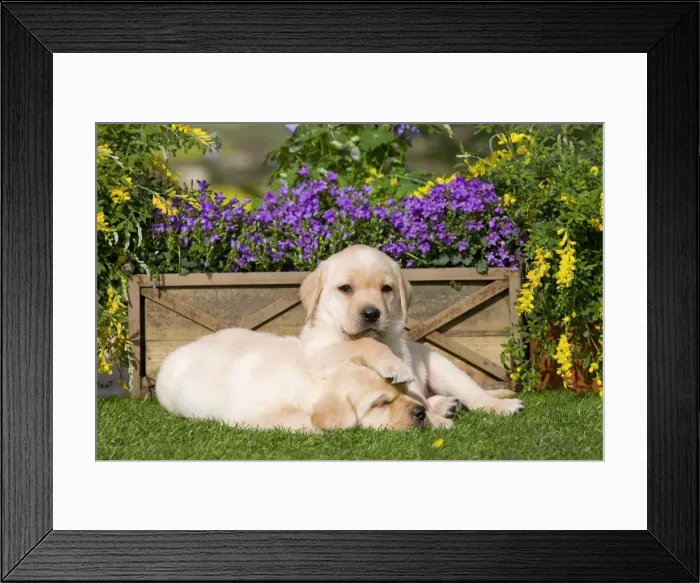 Framed Print : Dog - Yellow Labrador puppies