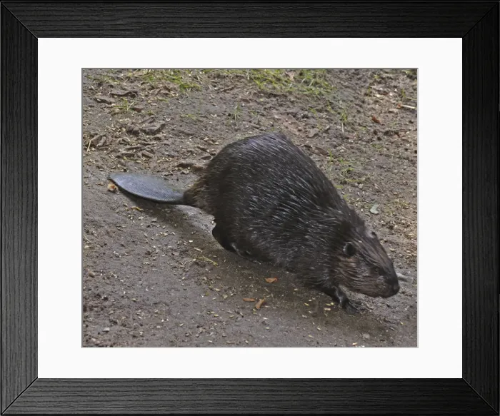 Framed Print : European Beaver, freshwaters in many parts of Europe, introduced to Britain Framed Print : European Beaver, freshwaters in many parts of Europe, introduced to Britain
