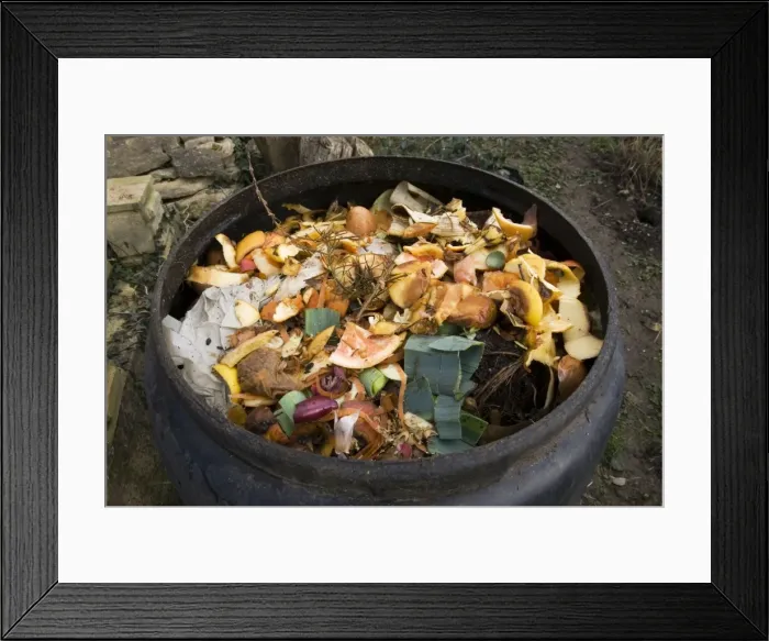 Framed Print : Compost - variety of kitchen waste including vegetable peelings paper and fruit in top of black plastic composting bin Framed Print : Compost - variety of kitchen waste including vegetable peelings paper and fruit in top of black plastic composting bin