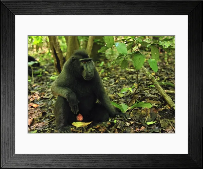 Framed Print : Celebes Crested Macaque / Crested Black Macaque / Sulawesi Crested Macaque / Black Ape - Tangkoko Nature Reserve - North Sulawesi - Indonesia Framed Print : Celebes Crested Macaque / Crested Black Macaque / Sulawesi Crested Macaque / Black Ape - Tangkoko Nature Reserve - North Sulawesi - Indonesia