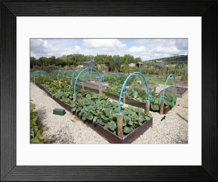 Framed Print : Growing vegetables in raised beds on community allotments - Bishops Cleeve - Cheltenham - UK Framed Print : Growing vegetables in raised beds on community allotments - Bishops Cleeve - Cheltenham - UK