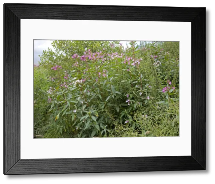 Framed Print : Himalayan balsam plants - invading banks of River Wye - Hoarwithy - UK Framed Print : Himalayan balsam plants - invading banks of River Wye - Hoarwithy - UK
