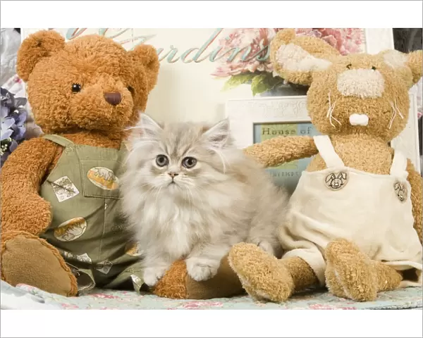 Cat - Silver Shaded Persian - amongst teddy bears
