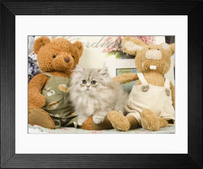 Framed Print : Cat - Silver Shaded Persian - amongst teddy bears Framed Print : Cat - Silver Shaded Persian - amongst teddy bears