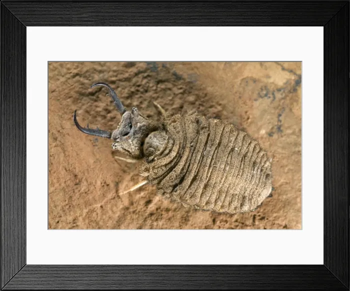 Framed Print : Antlion larva - close-up - Italy Framed Print : Antlion larva - close-up - Italy