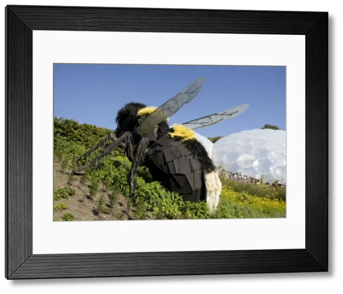 Framed Print : Giant bee model - Eden Project Bodelva St Austell Cornwall UK Framed Print : Giant bee model - Eden Project Bodelva St Austell Cornwall UK