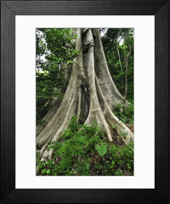 Framed Print : Buttress tree trunk - Ankarana National Park - Northern Madagascar