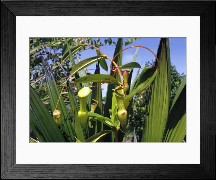 Framed Print : Pitcher Plant PS 5871 Insect eating, Seychelles endemic. Nepenthes pervillei © Peter Steyn / ardea. com Framed Print : Pitcher Plant PS 5871 Insect eating, Seychelles endemic. Nepenthes pervillei © Peter Steyn / ardea. com