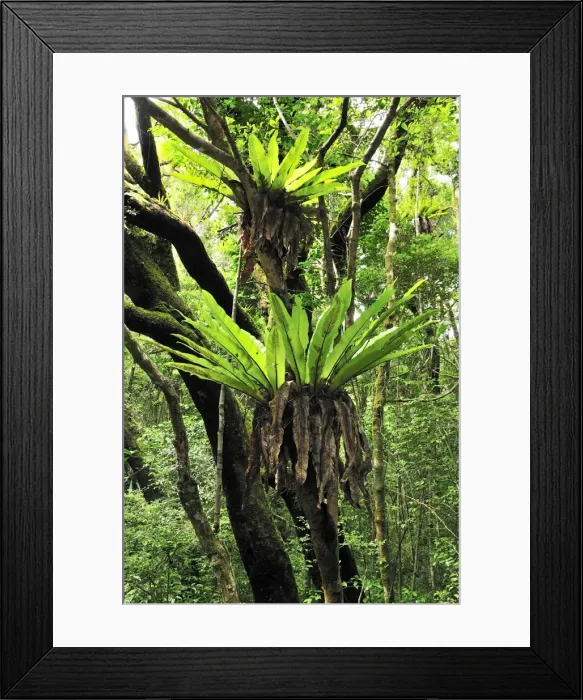 Framed Print : Bird's Nest Fern - Montagne d'Ambre National Park - Antsiranana - Northern Madagascar Framed Print : Bird's Nest Fern - Montagne d'Ambre National Park - Antsiranana - Northern Madagascar