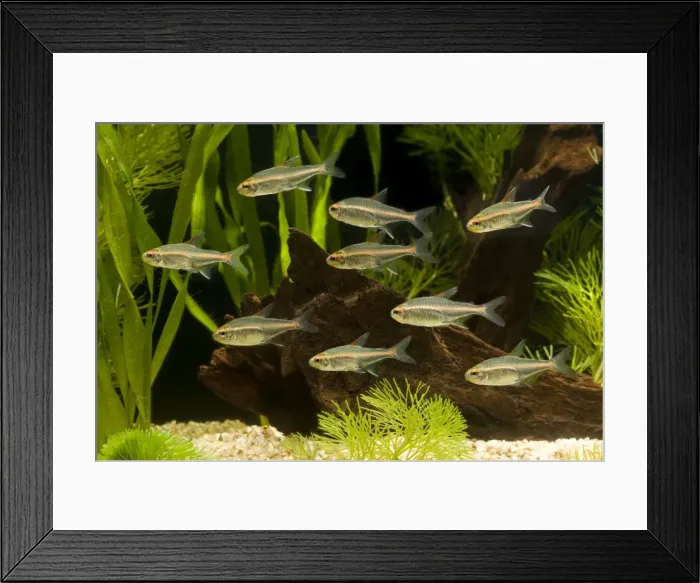 Framed Print : Glowlight Tetra Framed Print : Glowlight Tetra