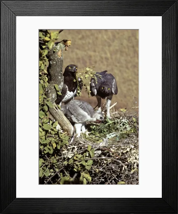 Framed Print : Martial Eagle Framed Print : Martial Eagle
