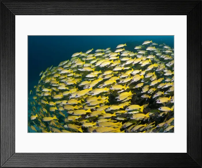 Framed Print : Bluelined Snapper - school - Maldives Framed Print : Bluelined Snapper - school - Maldives