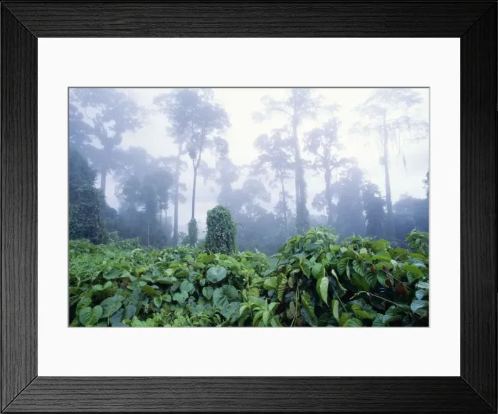 Framed Print : Rainforest - morning mist, Lowland Dipterocarp. Danum conservation area, Sabah, Borneo Framed Print : Rainforest - morning mist, Lowland Dipterocarp. Danum conservation area, Sabah, Borneo