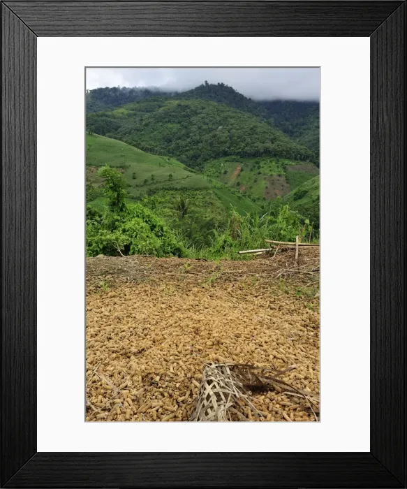 Framed Print : dried corn - crop plantation on deforested area - Northern Sumatra - Indonesia Framed Print : dried corn - crop plantation on deforested area - Northern Sumatra - Indonesia