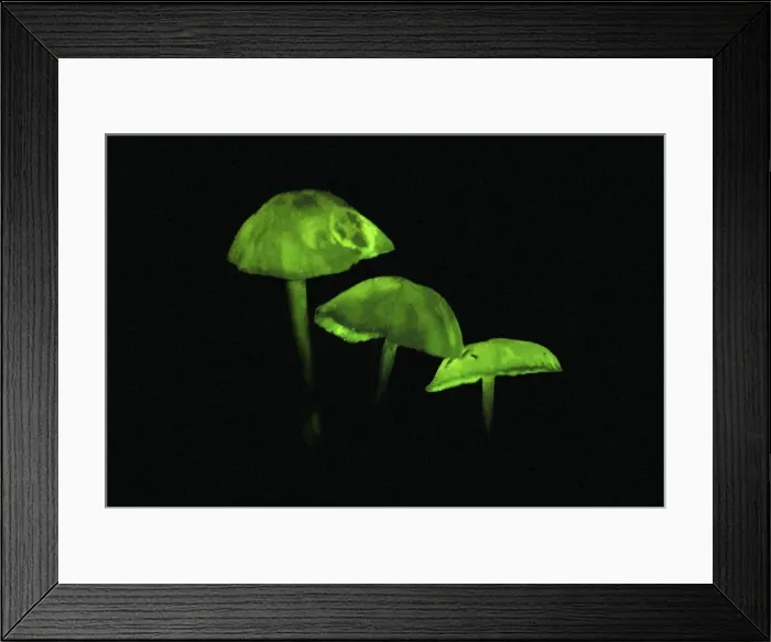 Framed Print : Glowing Mushrooms - Kanga Mt. - Tanzania - Africa Framed Print : Glowing Mushrooms - Kanga Mt. - Tanzania - Africa