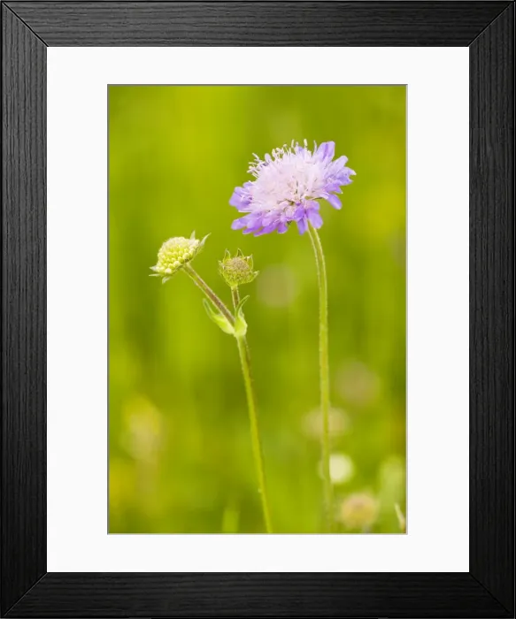 Framed Print : Field Scabious - in flower on downland Framed Print : Field Scabious - in flower on downland