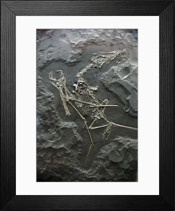 Framed Print : Pterosaur- fossil flying reptile Framed Print : Pterosaur- fossil flying reptile